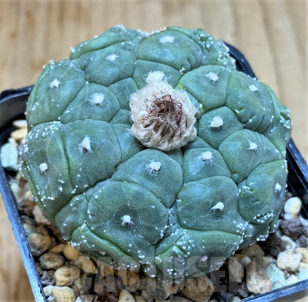 SHPR22110 Astrophytum asterias ‘Kikko Lizard Skin’