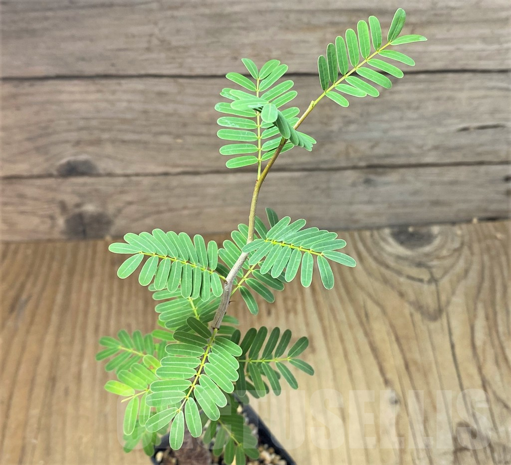 SHPR22209 Senna meridionalis