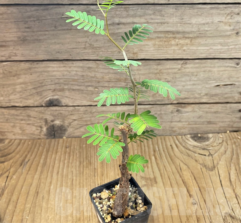 SHPR22209 Senna meridionalis - Зображення 2