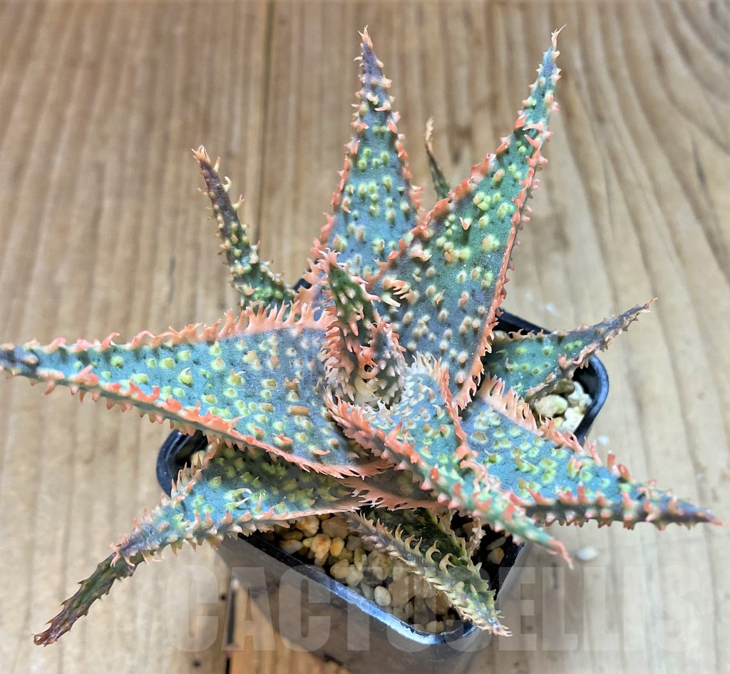 SHPR22253 Aloe TCT hybrid - Image 2