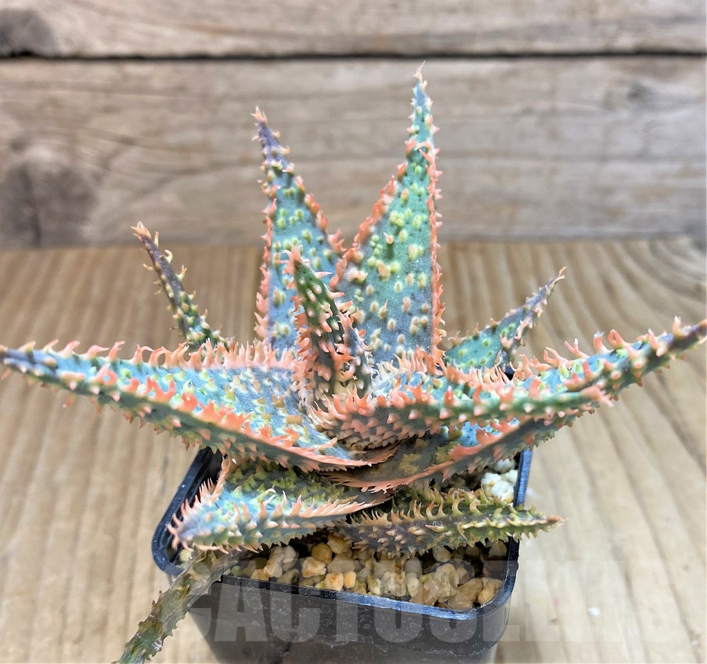 SHPR22253 Aloe TCT hybrid