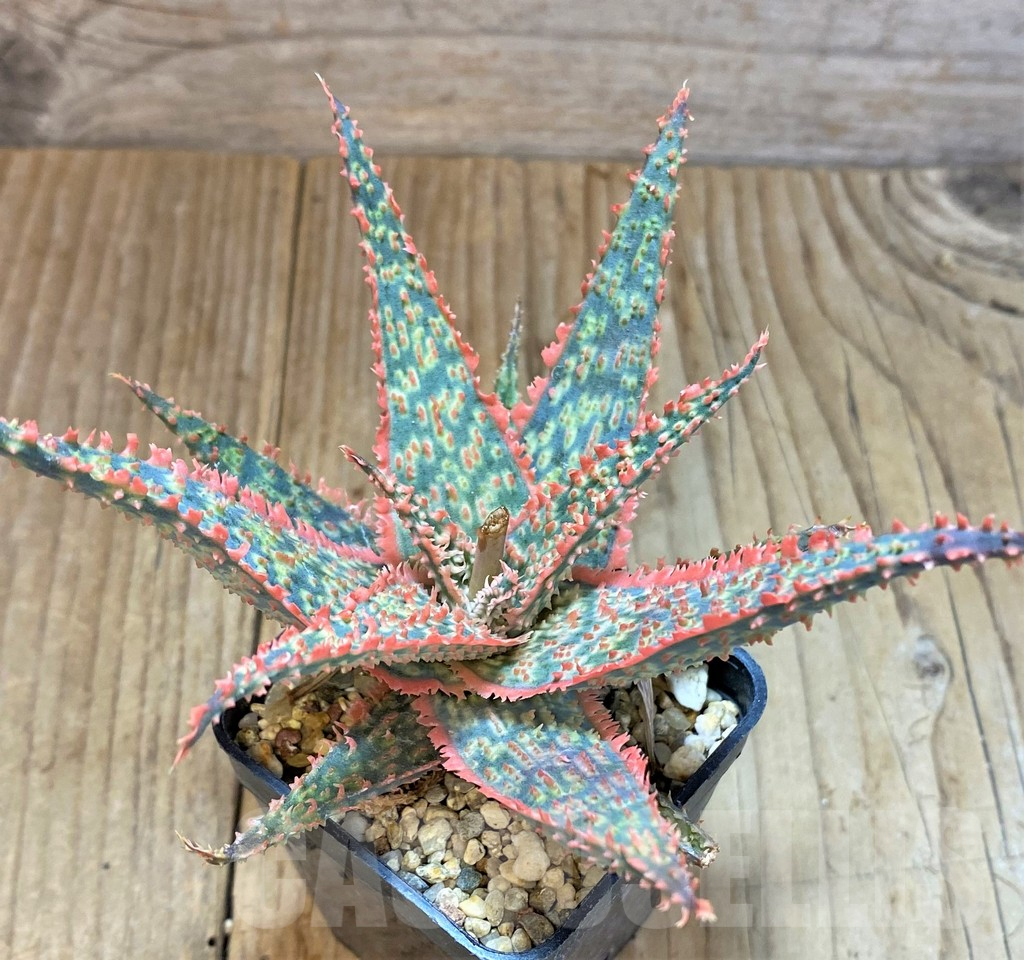 SHPR22717 Aloe TCT hybrid - immagine 2