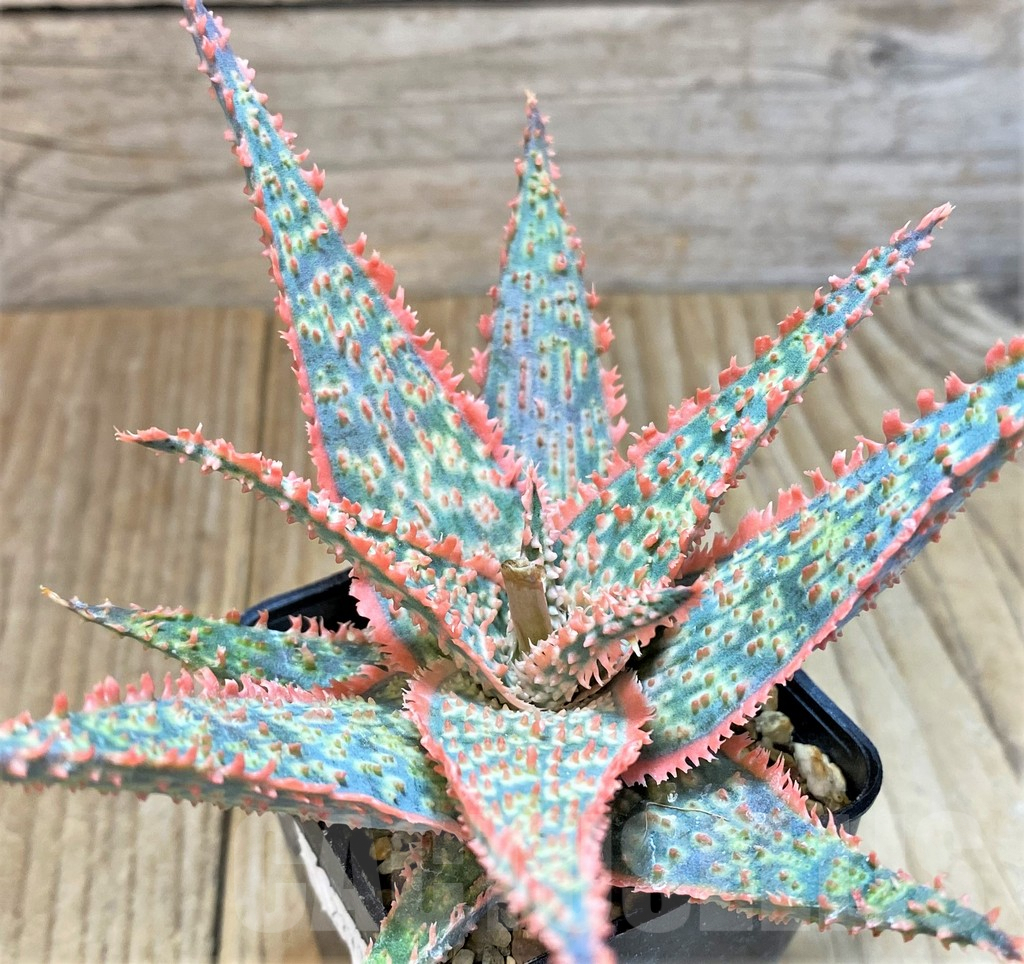 SHPR22717 Aloe TCT hybrid
