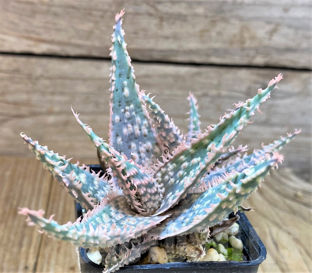 SHPR22268 Aloe TCT hybrid
