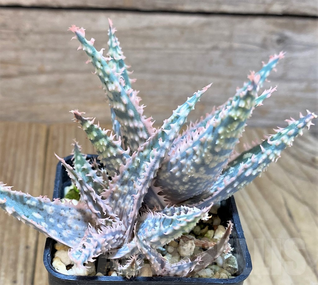 SHPR22268 Aloe TCT hybrid - Image 2