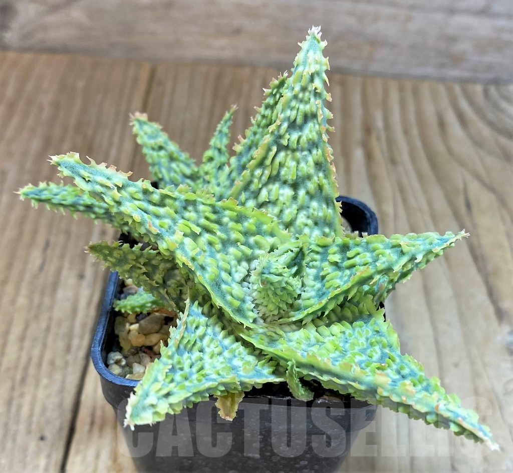 SHPR22645 Aloe TCT hybrid - Obrázek 2