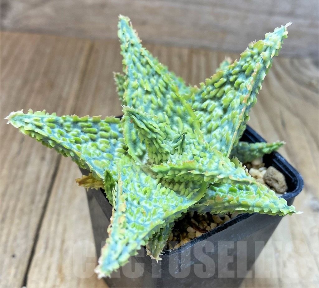 SHPR22645 Aloe TCT hybrid