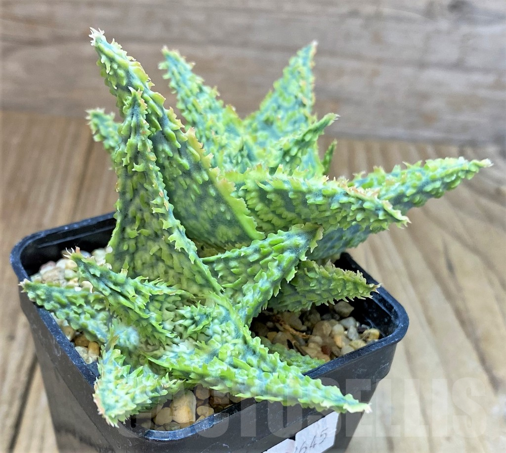 SHPR22645 Aloe TCT hybrid - Obrázek 3
