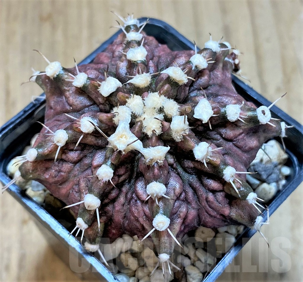 SHPR21663 Gymnocalycium mihanovichii 'T-rex'