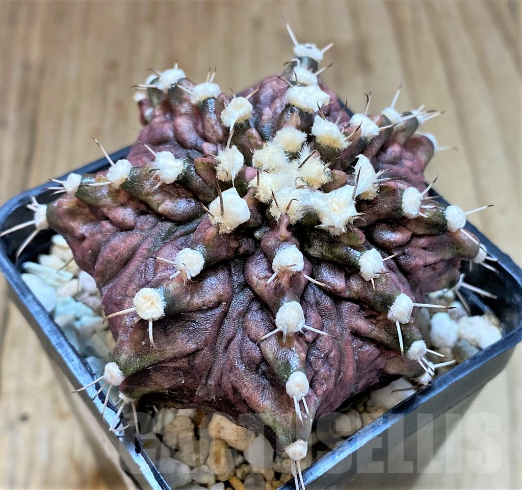 SHPR21663 Gymnocalycium mihanovichii 'T-rex' – Image 2