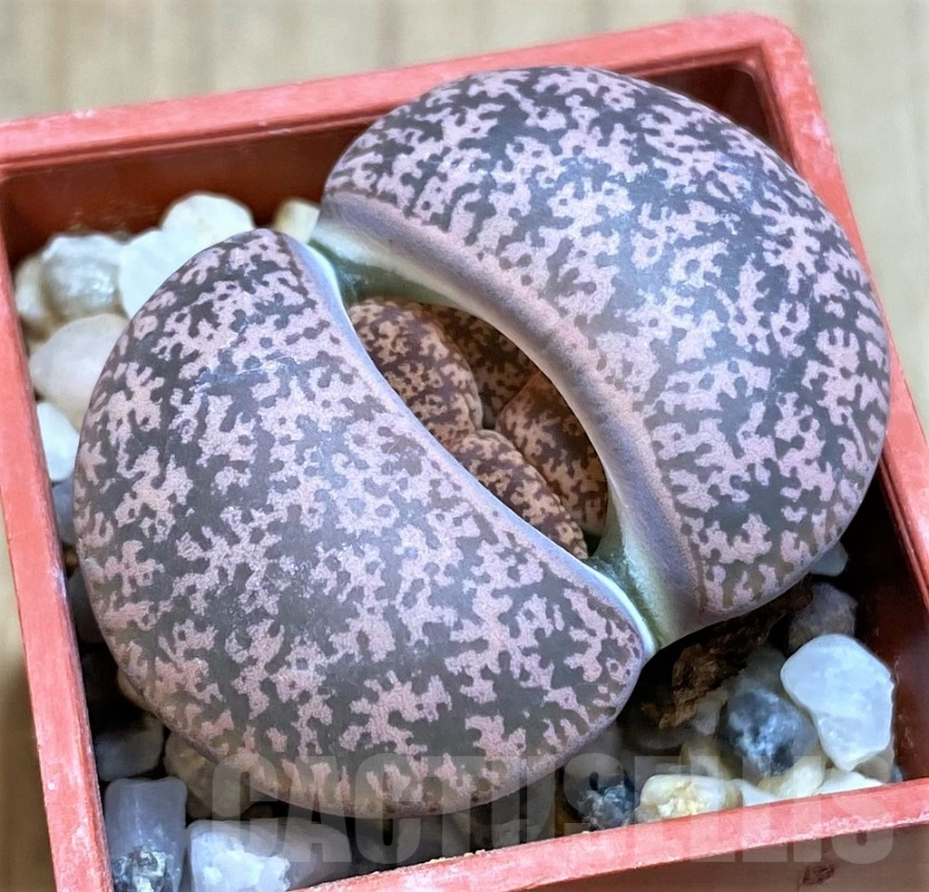 SHPR22853 Lithops lesliei F 1089
