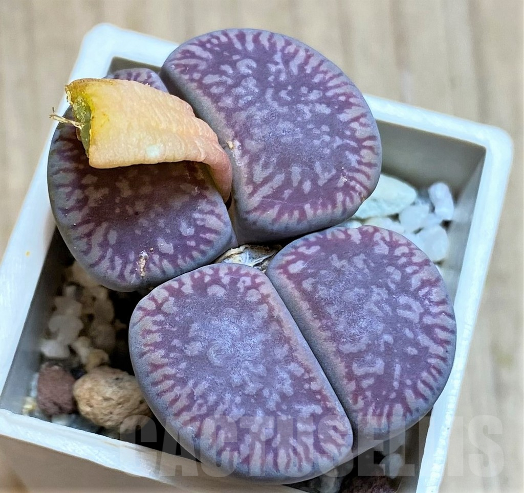 SHPR23159 Lithops aucampiae v. eunicea
