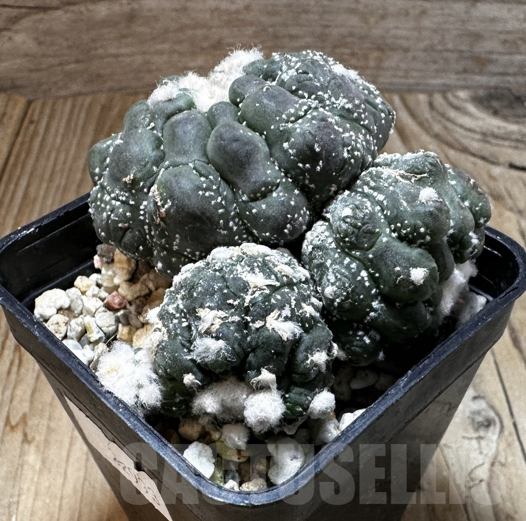 SHPR22993 Astrophytum asterias ‘Kikko Lizard Skin’, seedling - immagine 2