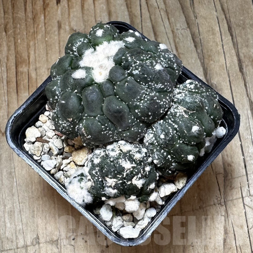 SHPR22993 Astrophytum asterias ‘Kikko Lizard Skin’, seedling - immagine 3