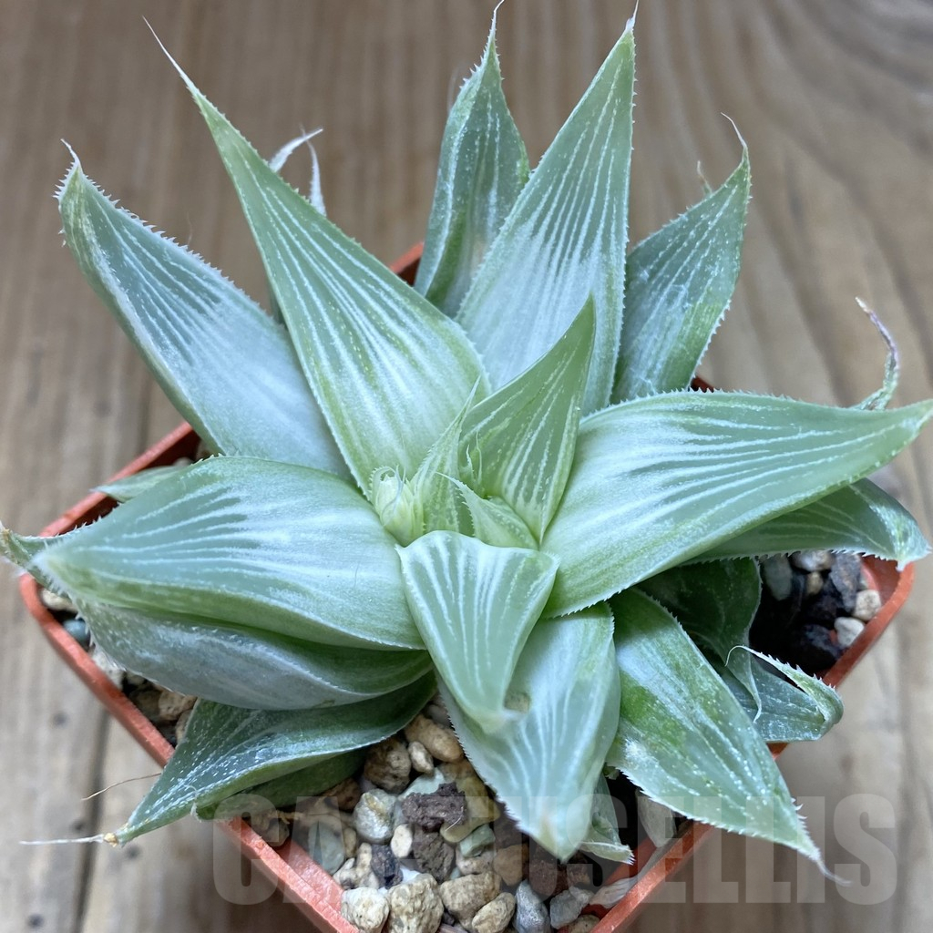 SHPR22967 Haworthia 'Grey Ghost'