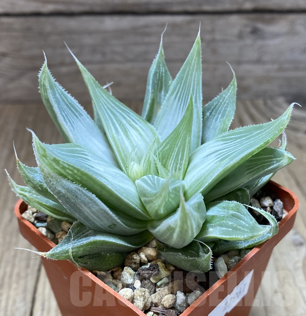 SHPR22967 Haworthia 'Grey Ghost' - Imagen 2