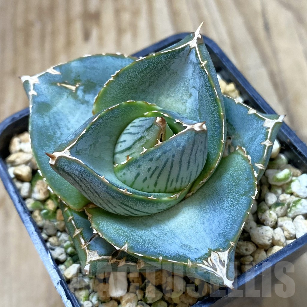 SHPR21962 Agave pumila