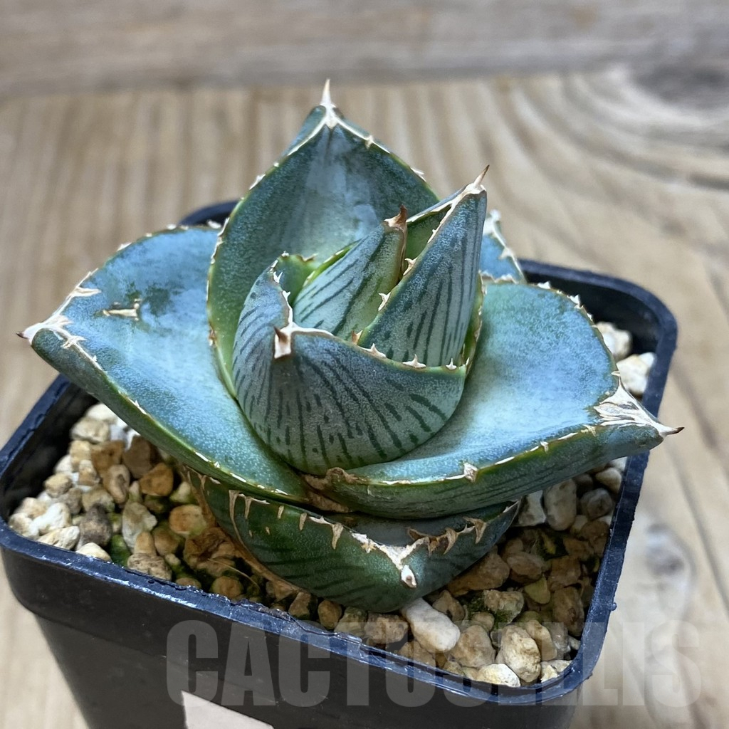 SHPR21962 Agave pumila - immagine 2