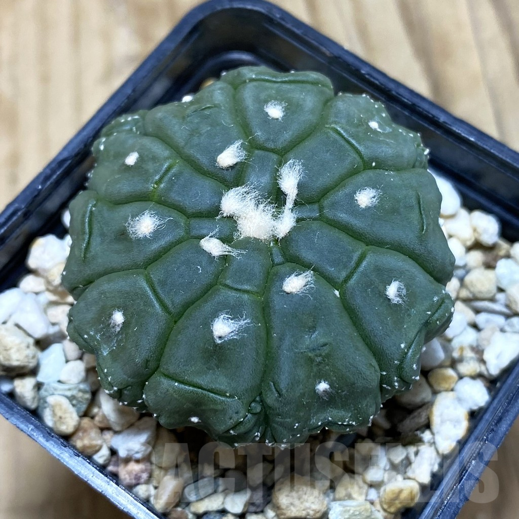 SH580 Astrophytum asterias ‘Kikko Lizard Skin’, seedling