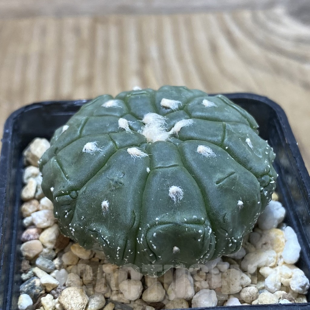 SH580 Astrophytum asterias ‘Kikko Lizard Skin’, seedling - Imagen 2