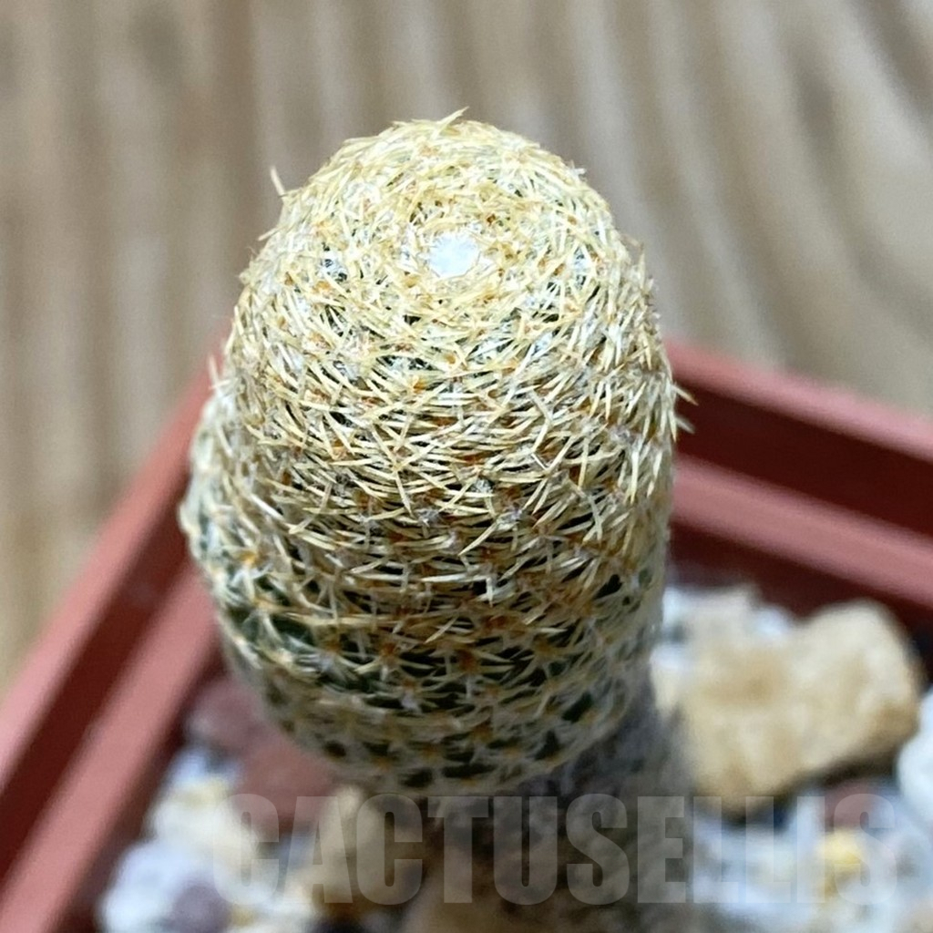 SH582 Thelocephala lembckei AW 231