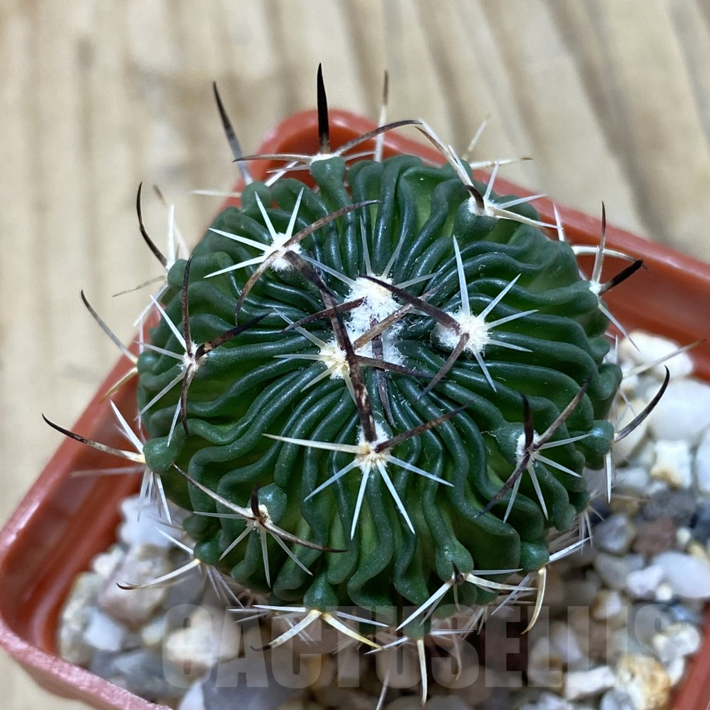 SH587 Echinofossulocactus sp. CB 011075
