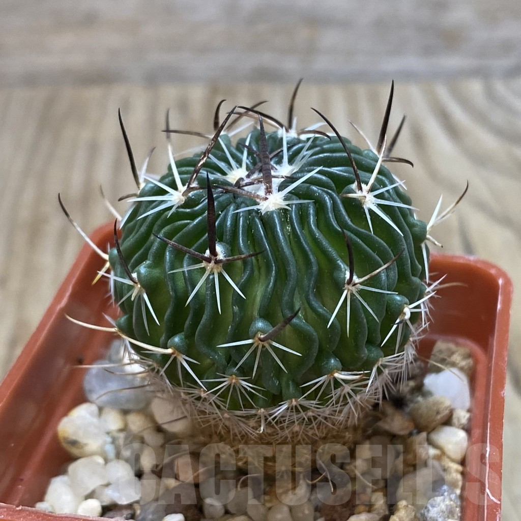 SH587 Echinofossulocactus sp. CB 011075 - immagine 2