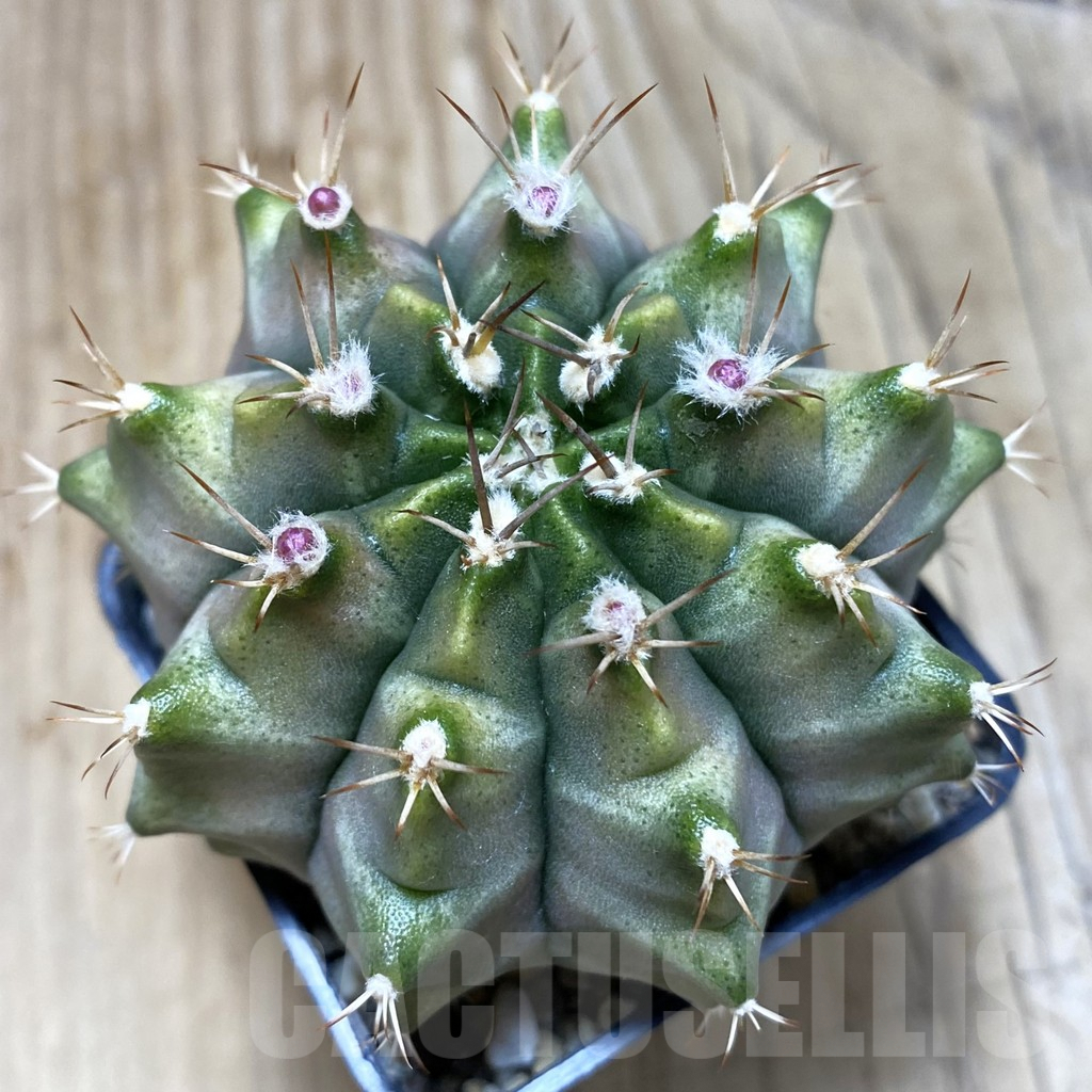 SH588 Gymnocalycium mihanovichii hybrid f. variegata green