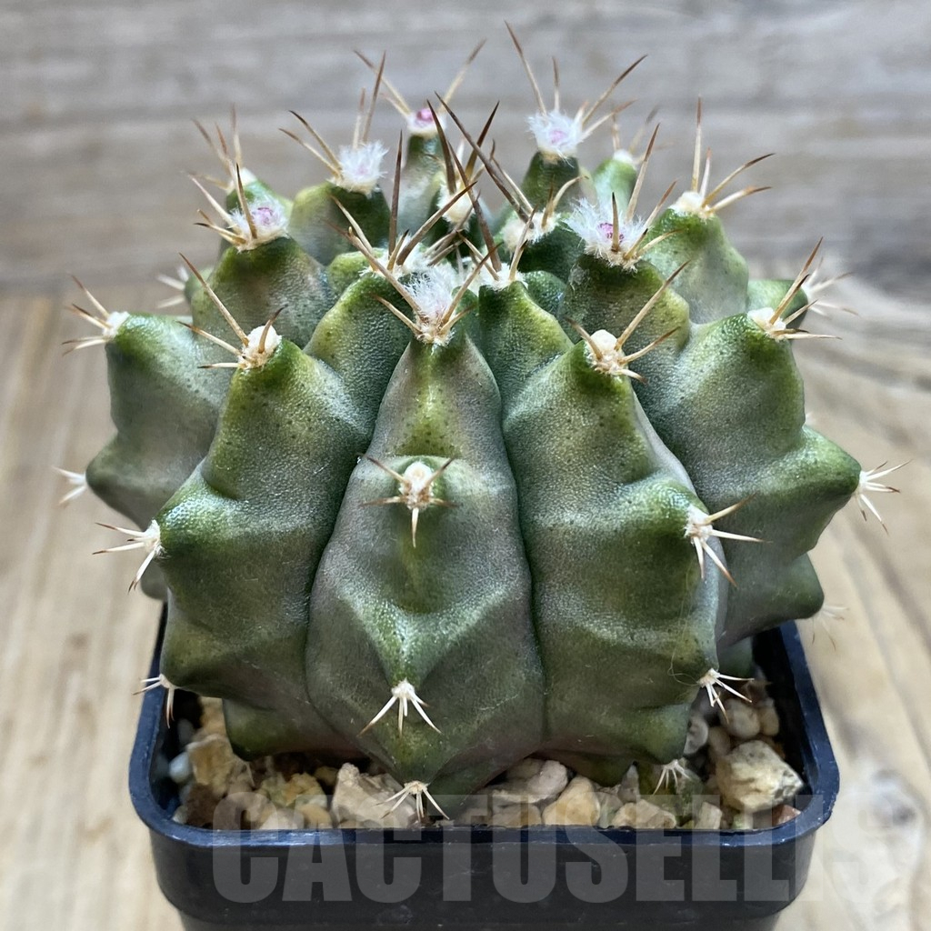 SH588 Gymnocalycium mihanovichii hybrid f. variegata green - Image 2