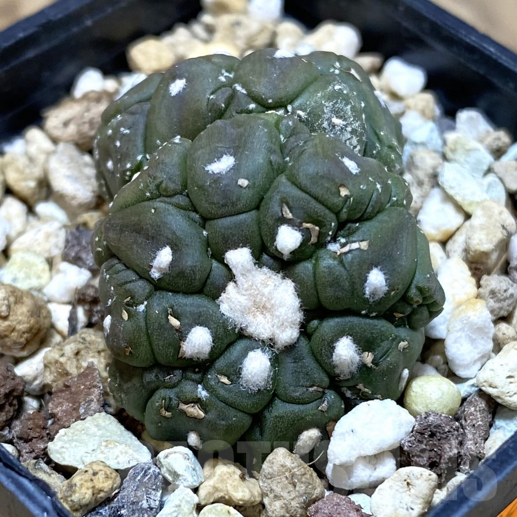 SH589 Astrophytum asterias ‘Kikko Lizard Skin’, seedling
