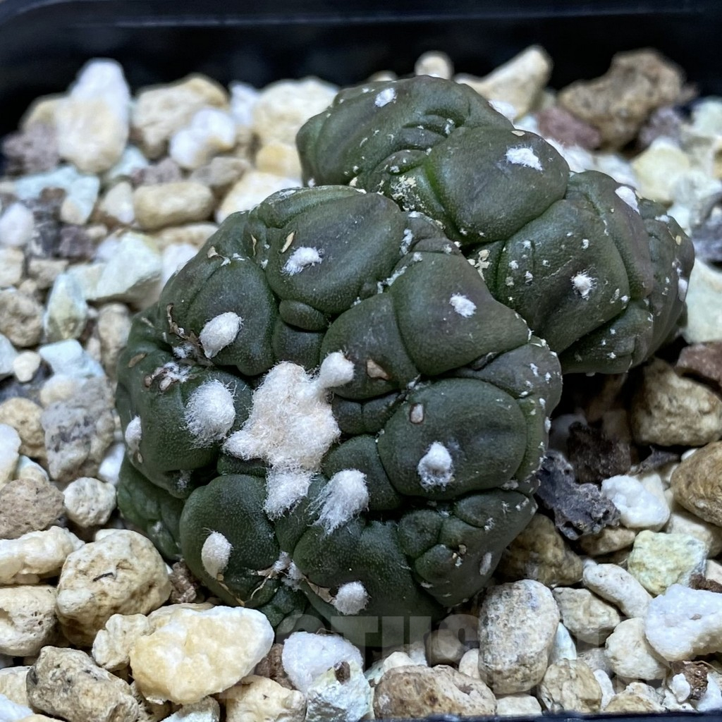 SH589 Astrophytum asterias ‘Kikko Lizard Skin’, seedling - Image 2