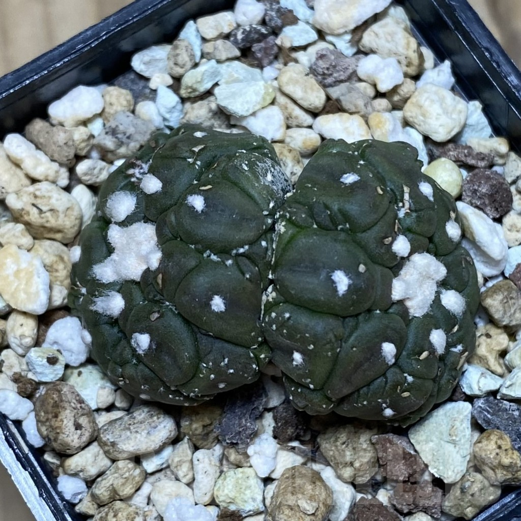 SH589 Astrophytum asterias ‘Kikko Lizard Skin’, seedling - Image 3