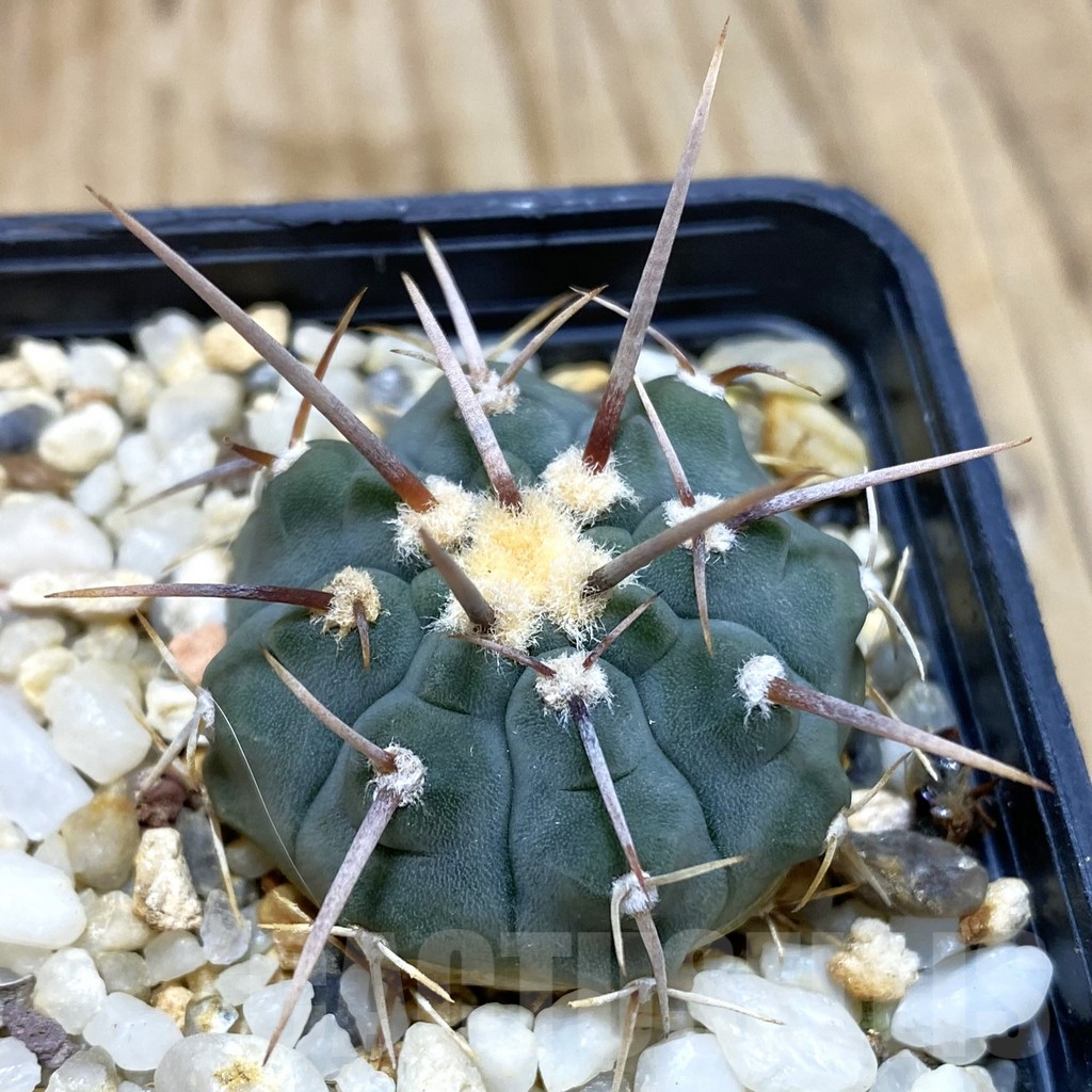 SH546 Gymnocalycium vatteri