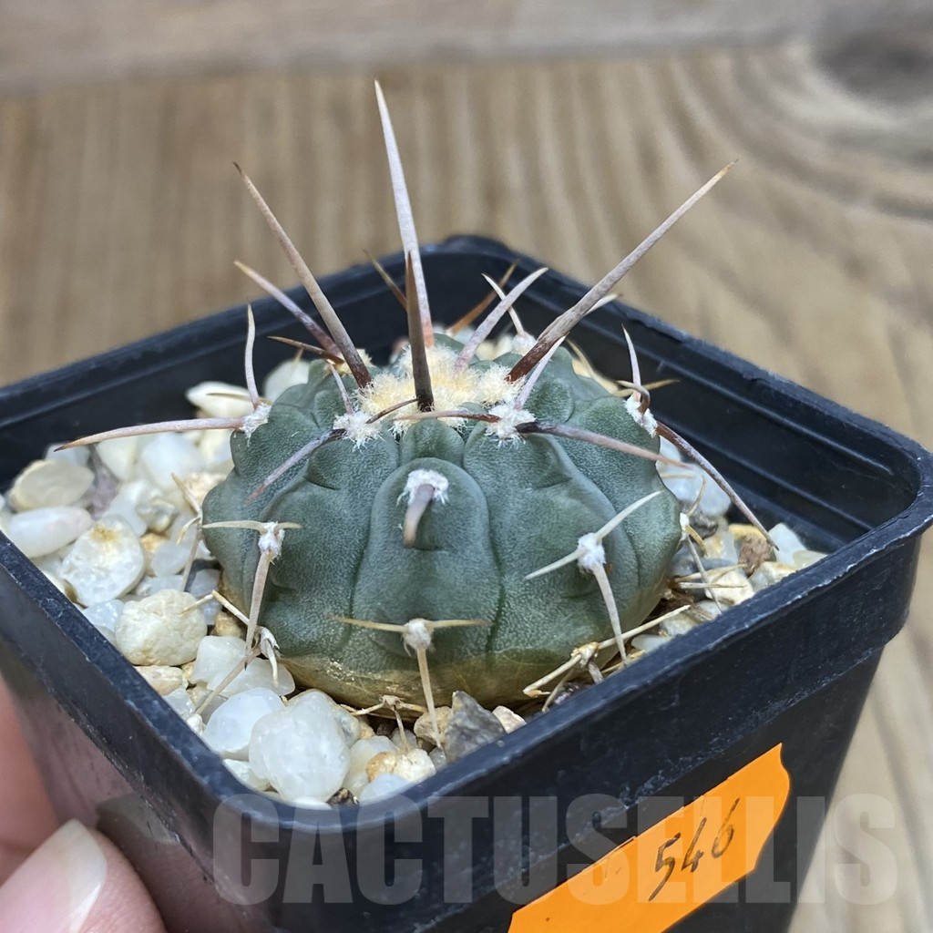SH546 Gymnocalycium vatteri - Image 2