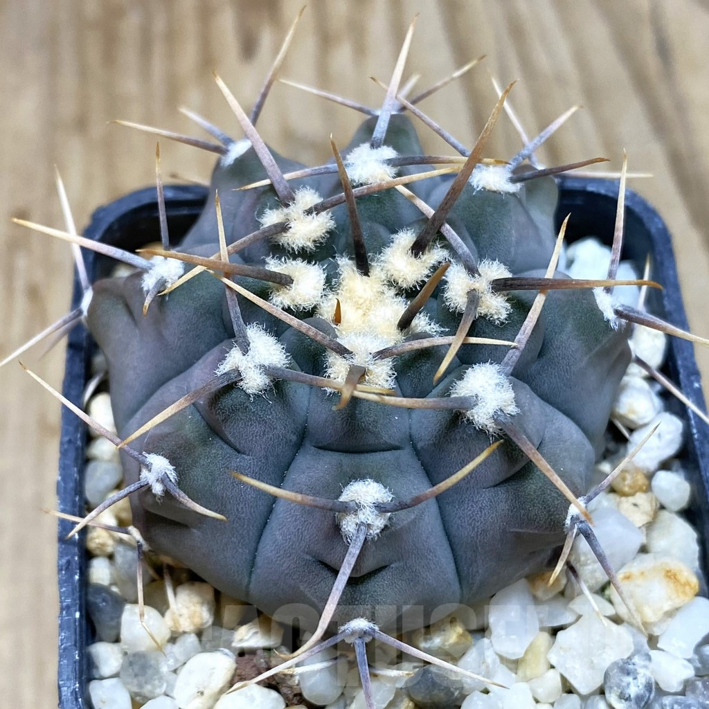 SH548 Gymnocalycium vatteri
