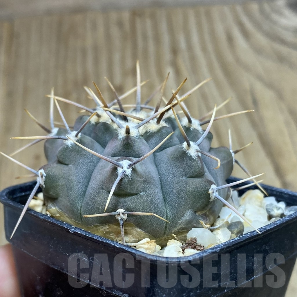 SH548 Gymnocalycium vatteri - Image 2