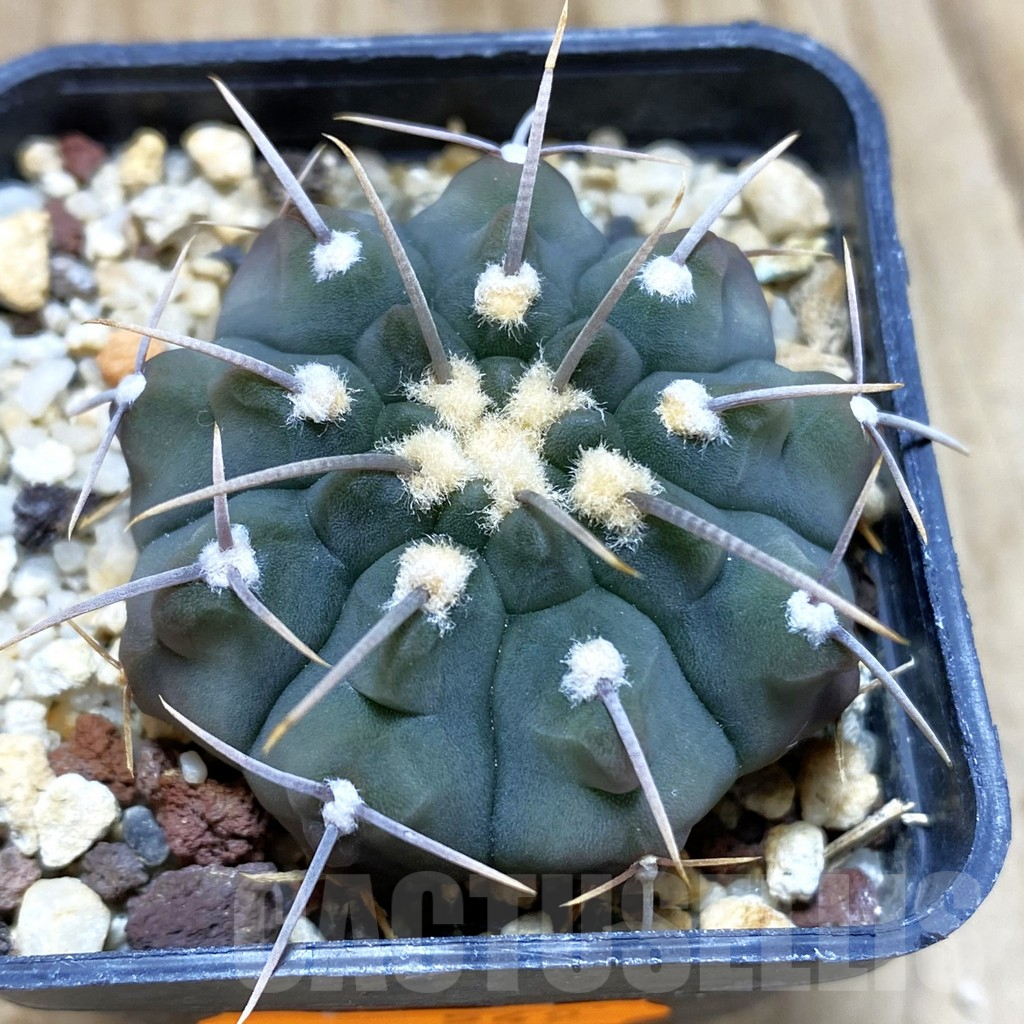 SH549 Gymnocalycium vatteri 1 spines