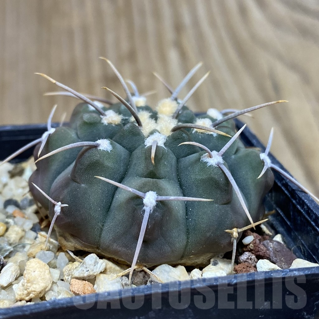 SH549 Gymnocalycium vatteri 1 spines - immagine 2