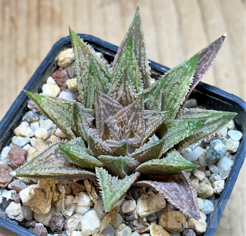 SHPR22344 Haworthia 'Sugar Candy' - immagine 2