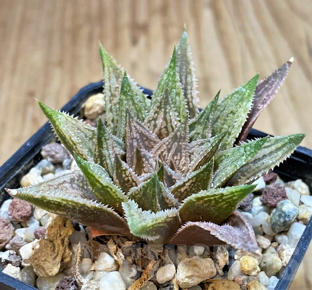 SHPR22344 Haworthia 'Sugar Candy'