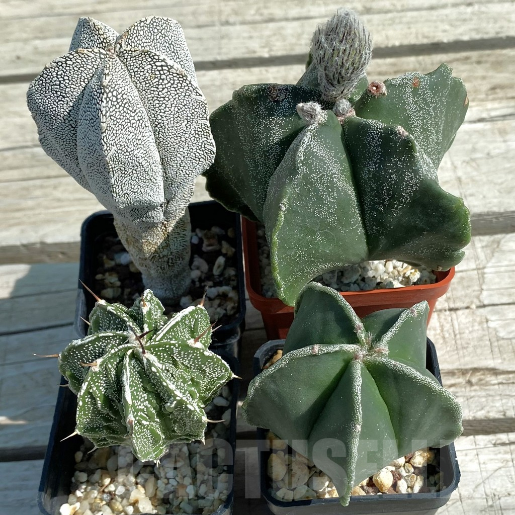 SET60 Astrophytum mix, 4 plants