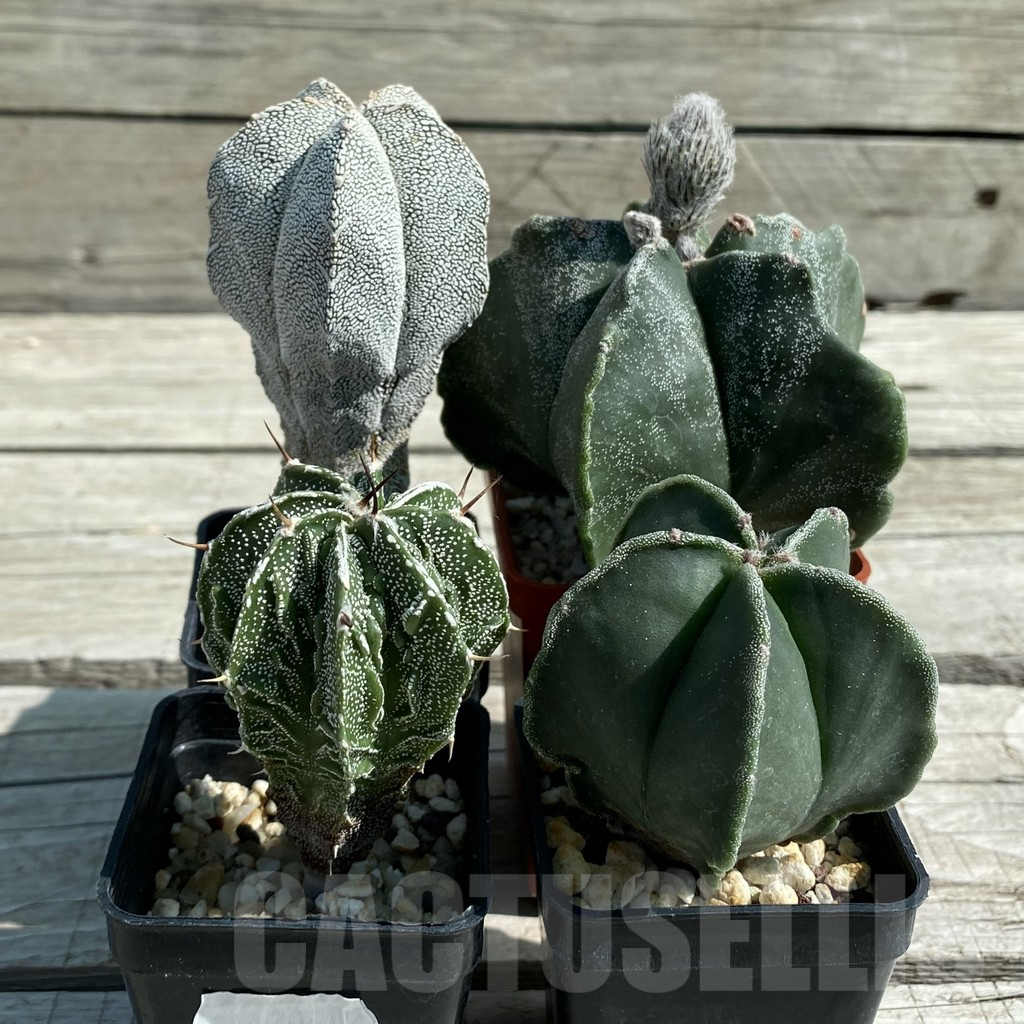 SET60 Astrophytum mix, 4 plants - Image 2