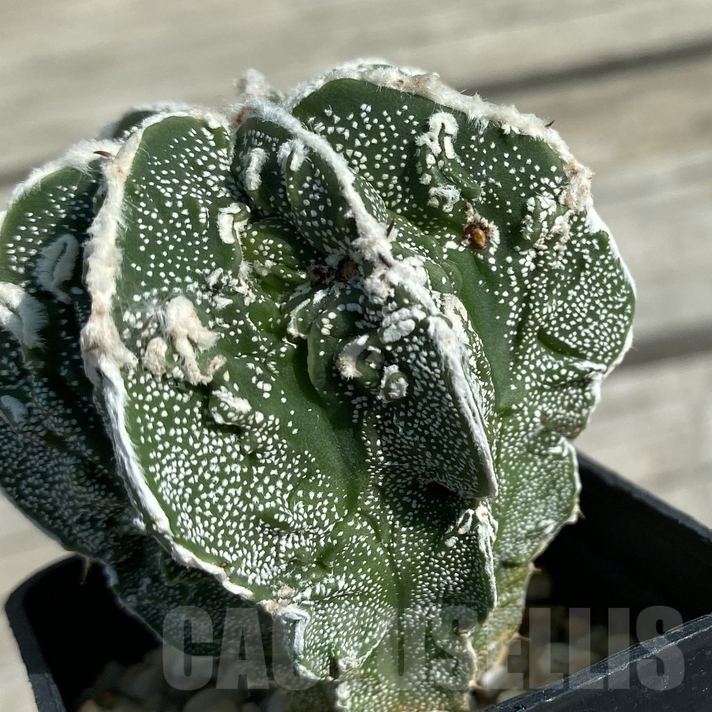 SET61 Astrophytum mix, 4 plants - Image 2