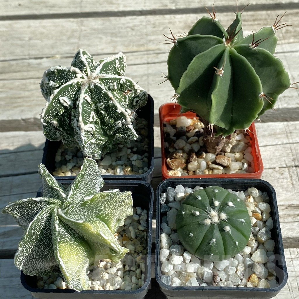 SET61 Astrophytum mix, 4 plants