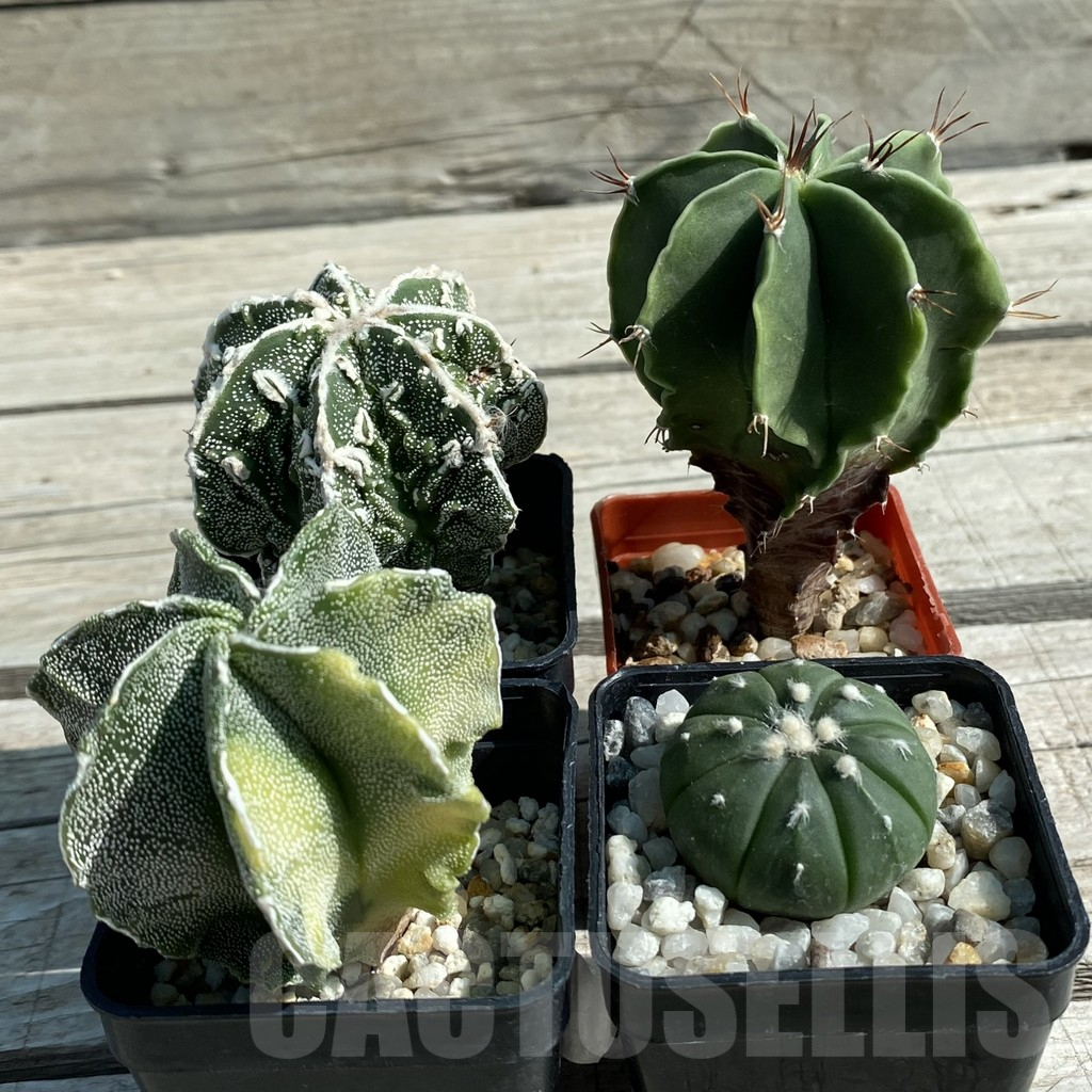 SET61 Astrophytum mix, 4 plants - Image 3
