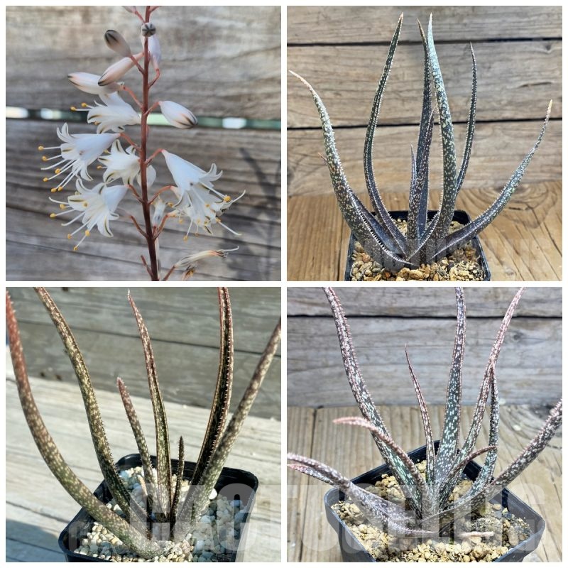 LOT508 10 SEEDS Aloe albiflora  harvest 2025