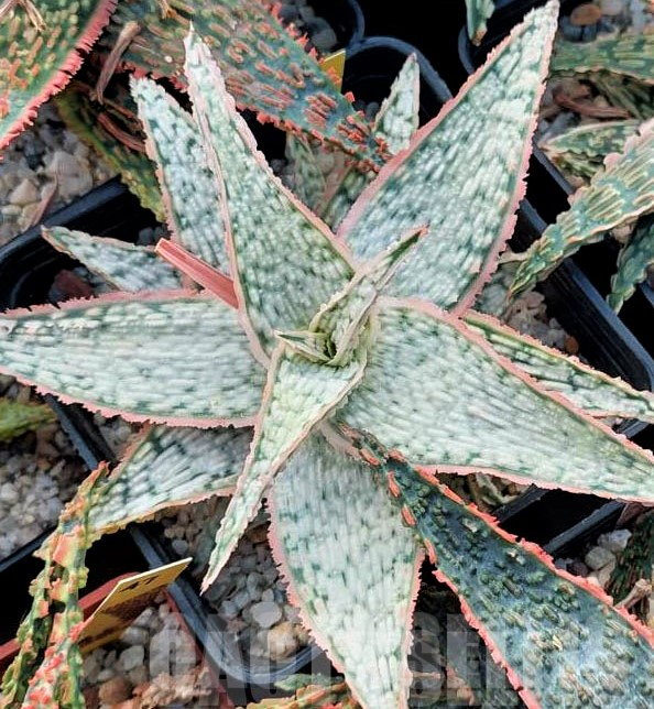 LOT527 10 SEEDS Aloe TST46 harvest 2023