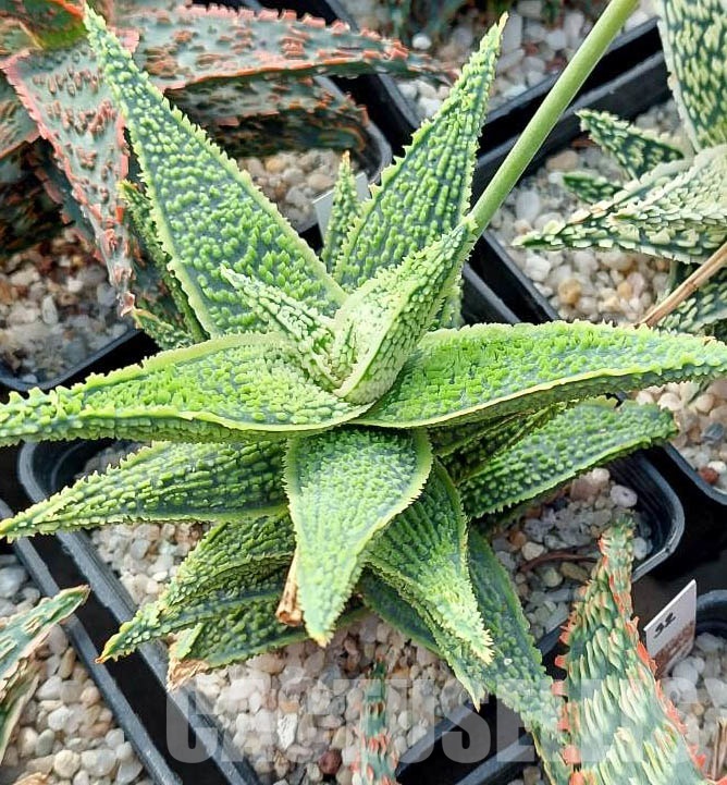 LOT530 10 SEEDS Aloe TST11 harvest 2023