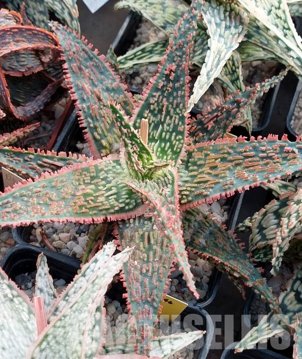LOT531 10 SEEDS Aloe TST50 harvest 2023