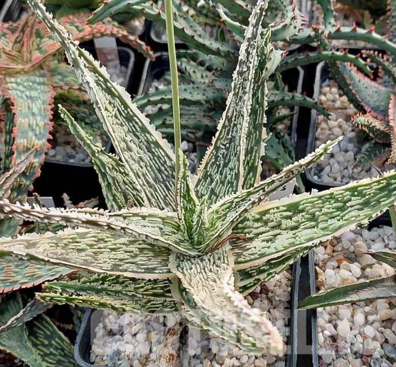 LOT532 10 SEEDS Aloe TST45 harvest 2023